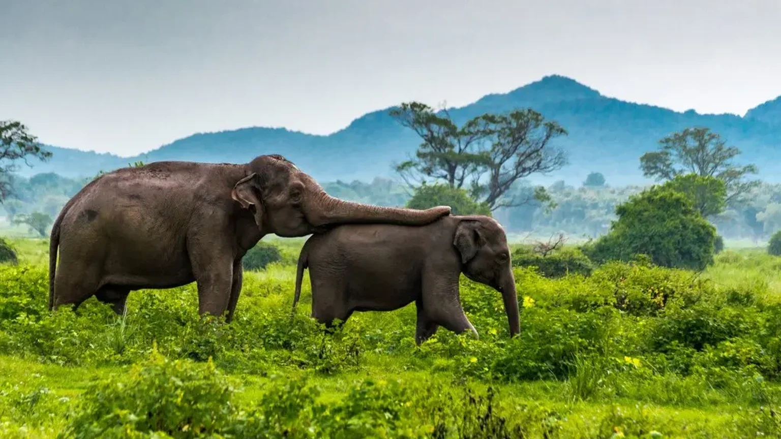 Sri Lanka’da Bölgelere Göre Tatil Sezonları Değişiyor, Travel + Leisure Türkiye Rehberinde Zamanlama Önerileri Verdi haber görseli