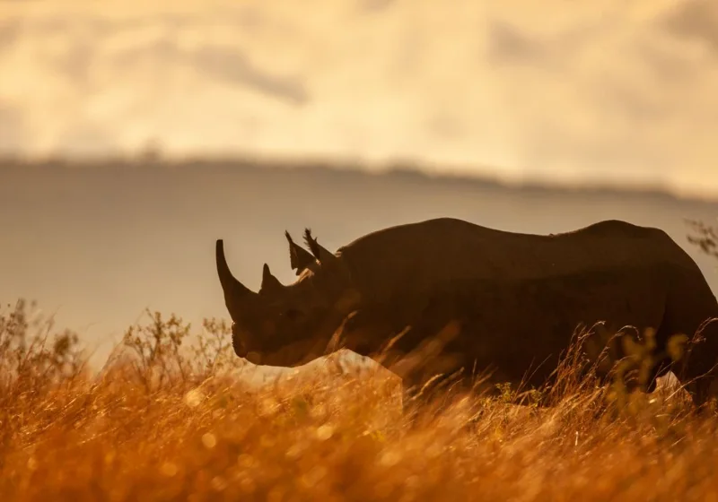 Namibia’daki kara gergedan nüfusu güçlendi — koruma çabaları sonucu geri döndü haber görseli