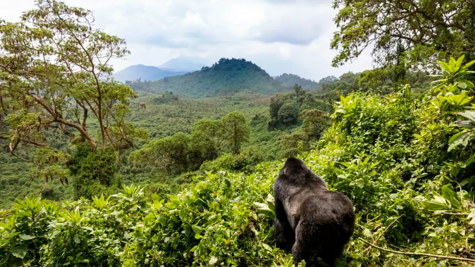 Bir seyahat uzmanı, Ruanda’da safari öncesi goril yürüyüşü rezervasyonunu ve seyahatten en iyi şekilde yararlanma yollarını anlattı haber görseli